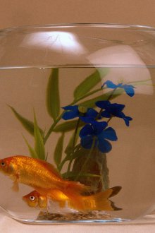 Направи си аквариум кръг