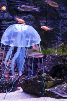 Направи си аквариум с медузи