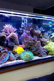 Направи си аквариум морски