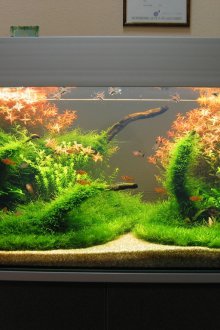 Направи си аквариум с естествена растителност