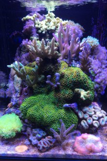 Направи си сам аквариум