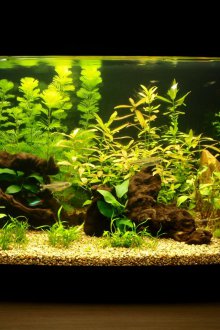 Направи си сам аквариум