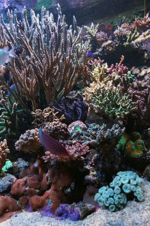 Направи си аквариум с растения