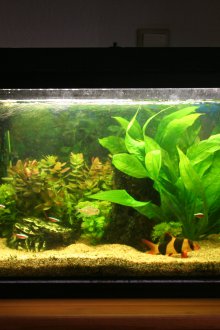 Направи си аквариумни растения