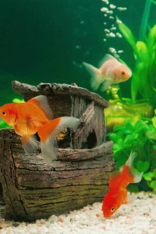 Направи си аквариум с риби