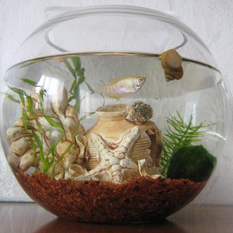 Направи си сам аквариум с охлюви