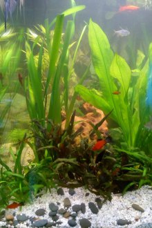 Направи си аквариум с водорасли