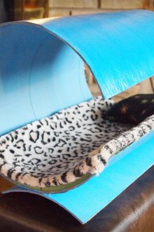 Необичайно легло за котки