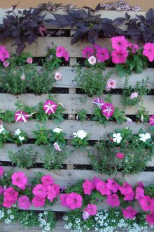 Вертикална цветна леха в палет