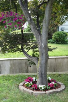 Красива цветна леха около дърво