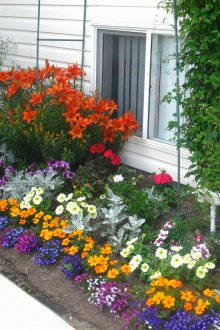 Разнообразие от цветя в цветното легло