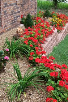 Яркочервено цветно легло и други цветя в страната