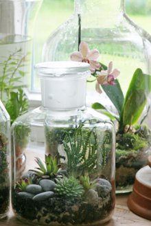 Флорариум в банката