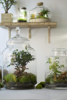 Флорариум Бонсай