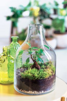 Флорариум в бутилка