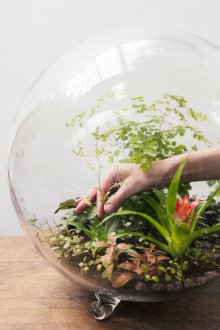 Флорариум за цветя