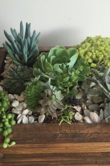 Флорариум в дървена сеялка