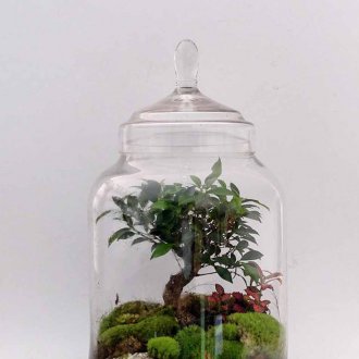 Флорариум с дърво