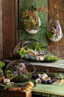 Флорариумът е необичаен