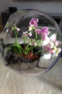 Флорариум от стъклена орхидея