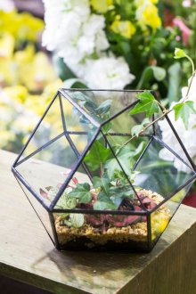 Флорариум с бръшлян