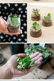 Флорариум стъпка по стъпка