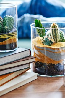 Флорариум пустиня