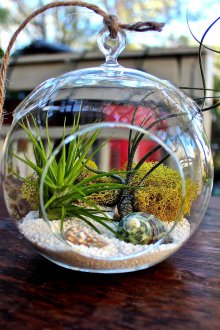 Флорариум с черупки