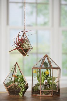 Флорариум с растения