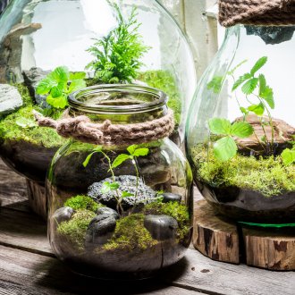 Стъклен флорариум
