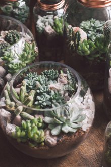 Сочен флорариум