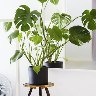 Дървена стойка