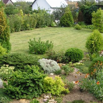 Иглолистни растения и цветя на сайта