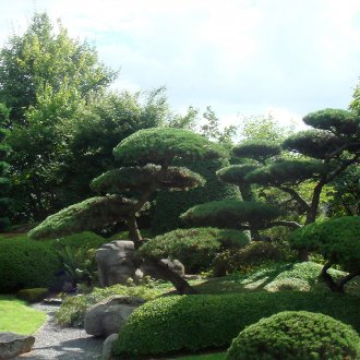 Красиви добре поддържани иглолистни растения в градината