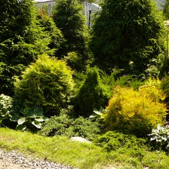 Пейзажна пътека и иглолистни дървета