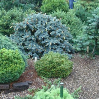 Красива комбинация от иглолистни дървета на сайта