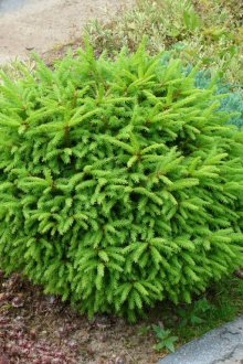 Малко иглолистно растение