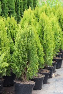 Красиви иглолистни дървета за засаждане на сайта