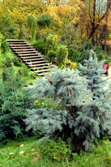 Голяма градина с иглолистни и широколистни растения