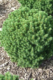 Джудже Смърч Малък скъпоценен камък