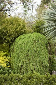 Лиственицата е много красиво растение за декориране на сайта.