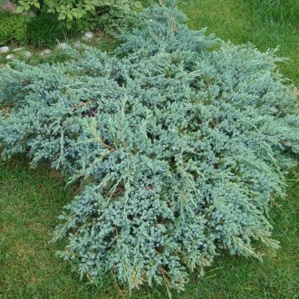 Хвойна на парцела