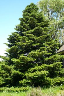 Озеленяване ела