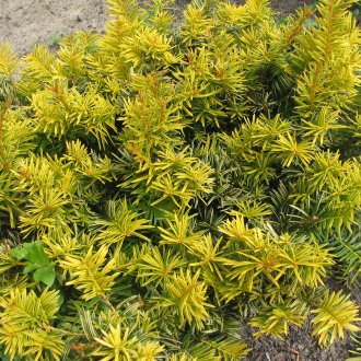 Тис в градината