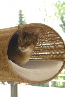 Къща за котки