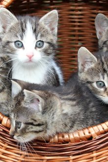 Къща за котки