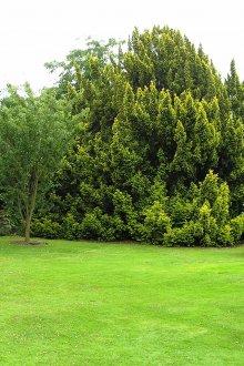 Тревна площ и дървета на парцела